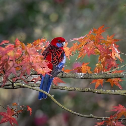 Autumn Escapes At Gippsland Lakes